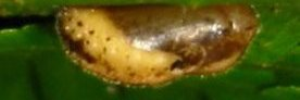 Pupae